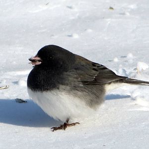 Dark-eyed Junco