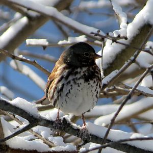 Fox Sparrow