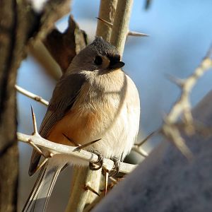 Tufted Titmouse