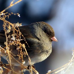 Dark-eyed Junco