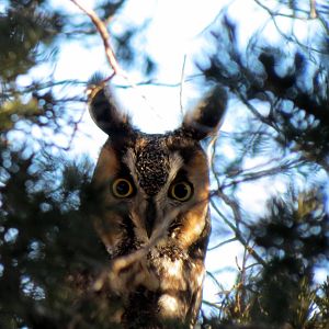Long-eared Owl