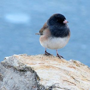Oregon Junco