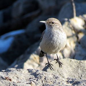 Rock Wren