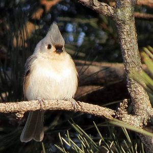 Tufted Titmouse