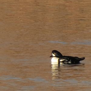 Barrow's Goldeneye