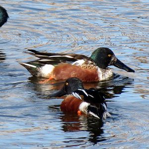 Northern Shovelers