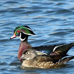 Wood Ducks