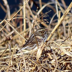 Savannah Sparrow