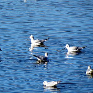 Bonaparte's Gulls