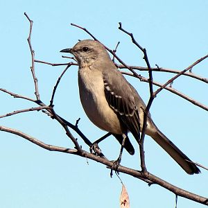 Northern Mockingbird