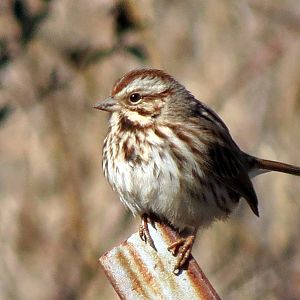 Song Sparrow