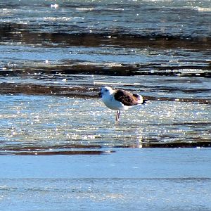 Great Black-backed Gull
