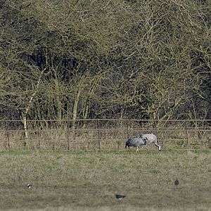 Great Crane Project birds revisiting Slimbridge