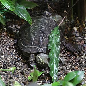 Unknown turtle from Tropen Aquarium Hagenbeck in Hamburg