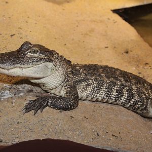 Unknown crocodile to ID from Terarium Prague
