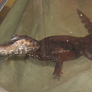 Unknown crocodile for ID from Terarium Prague