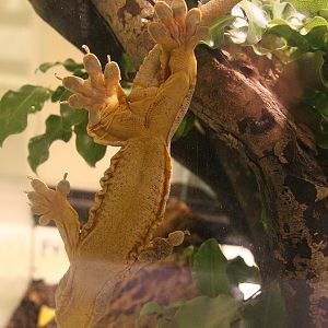 Giant Pacific Gecko (Gehyra vorax)