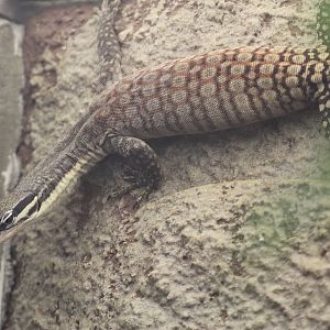 Long-tailed rock monitor (Varanus glauerti)