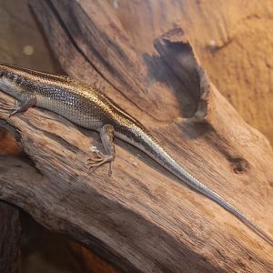 Blue Tailed Skink (Mabuya quinquetaeniata)