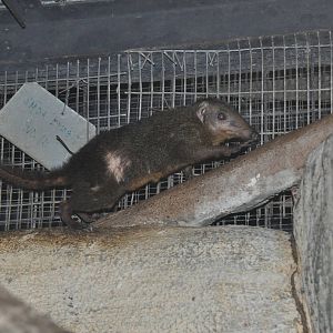 Palawan tree shrew / Tupaia palawanensis