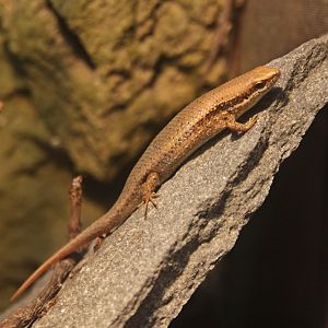 Bronze Mabuya (Eutropis macularia)