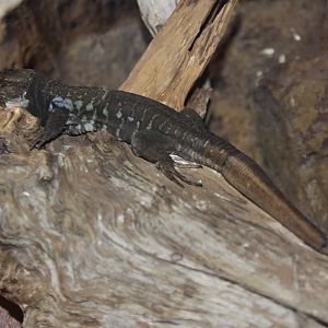 Northern Tenerife Lizard (Gallotia galloti eisentrauti)