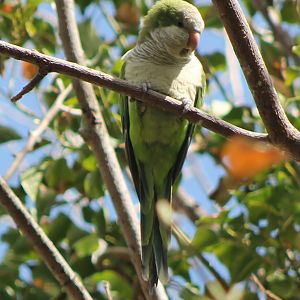monk parakeet