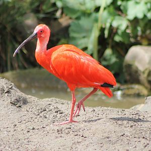 scarlet ibis