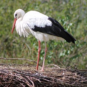 European white stork
