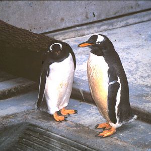gentoo penguin