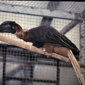 Philippine hornbill juvile
