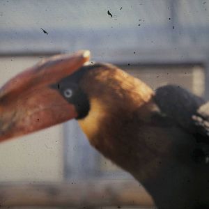 philippine hornbill adult