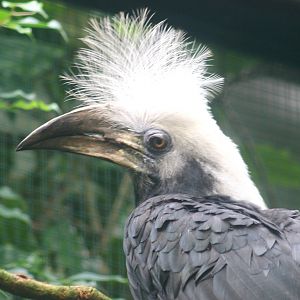 White-crowned Hornbill (Berenicornis comatus/Aceros comatus) - female