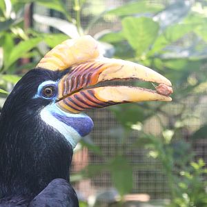 Sulawesi Wrinkled Hornbill (Aceros cassidix) female