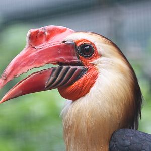 Mindanao Wrinkled Hornbill (Aceros leucocephalus) male