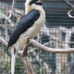 Mindanao Tarictic Hornbill (Penelopides affinis samarensis) male