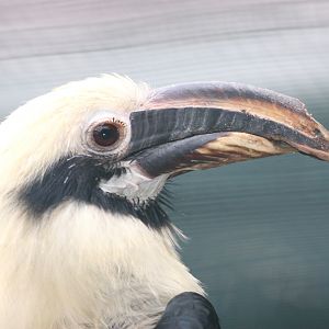 Mindanao Tarictic Hornbill (Penelopides affinis samarensis) portrait of a m