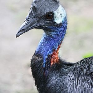 Dwarf Cassowary (Casuarius bennetti westermanni / Casuarius bennetti papuan