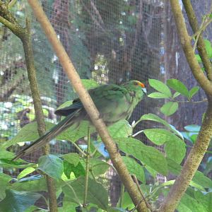 Orange-fronted Parakeet - Mount Bruce February 2013
