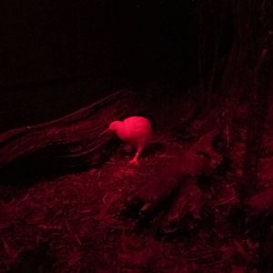 White Kiwi - Mount Bruce February 2013