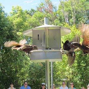 Kaka Feeding - Mount Bruce February 2013