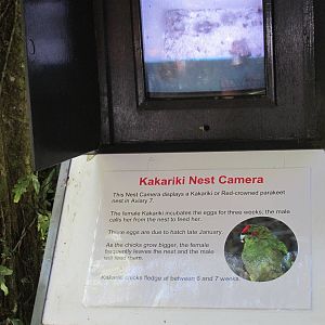 Kakariki Nestcam - Mount Bruce February 2013