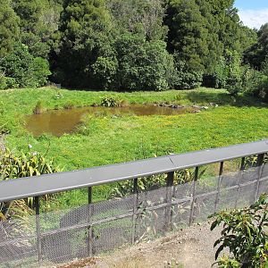 Takahe Enclosure - Mount Bruce February 2013
