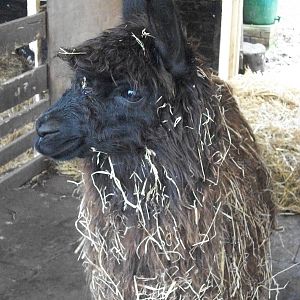 Sewerby Zoo, newly arrived Alpaca 8th February 2013
