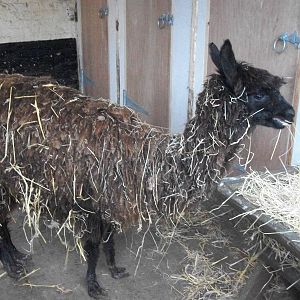 Sewerby Zoo, newly arrived Alpaca 8th February 2013