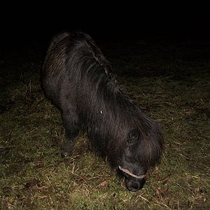 Sewerby Hall and Gardens, Percy 8th February 2013