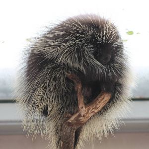 north american porcupine