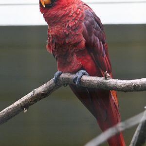 Cardinal Lory (Chalcopsitta cardinalis) october 2007