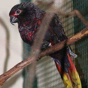 Black Lory (Chalcopsitta atra insignis) october 2007