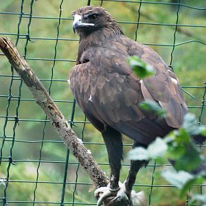 Greater Spotted Eagle at Pilsen, 01/09/12